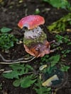 Flo Forest Snail 