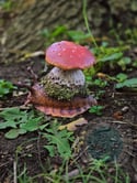 Flo Forest Snail 