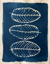 Image 1 of Cyanotype Guava I