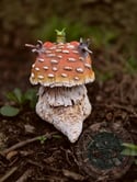 Mush and Grub