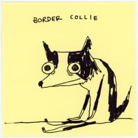 border collie  