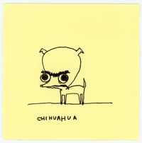 chihuahua