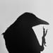 Image of (Masahisa Fukase) (The Solitude of Ravens)