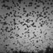 Image of (Masahisa Fukase) (The Solitude of Ravens)