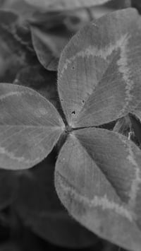 Image 5 of Hairy Heart