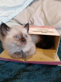 Prince Ryder Himalayan