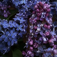 Image 2 of Lilac
