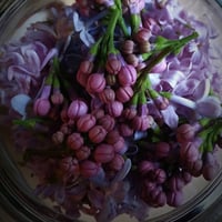 Image 3 of Lilac