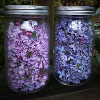 Image 4 of Lilac