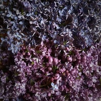 Image 5 of Lilac
