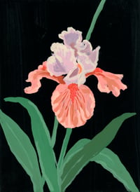 'Bearded Iris' signed Giclee Fine Art Print
