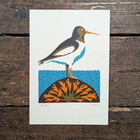 Oystercatcher