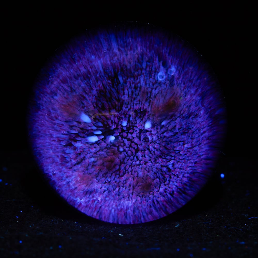 Image of Terra Glow 4  - 2026