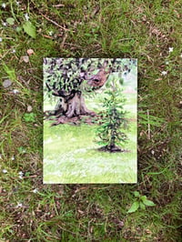 Image 2 of Sapling