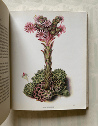 Image 3 of A pocket book of British Wild Flowers