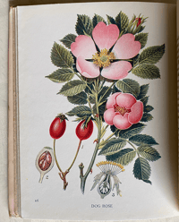 Image 5 of A pocket book of British Wild Flowers
