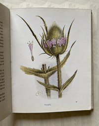 Image 4 of A pocket book of British Wild Flowers