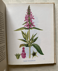 Image 6 of A pocket book of British Wild Flowers