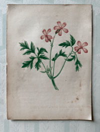 British Wild Flower Illustration by Anne Pratt (6)
