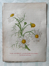 Wild Flower Illustration by Anne Pratt (5)