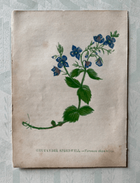 Wild Flower Illustration by Anne Pratt (1)