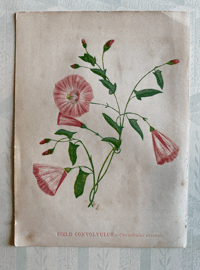 Wild Flower Illustration by Anne Pratt (3)