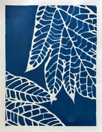 Image 1 of Cyanotype Panas IV