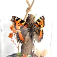 Image 3 of Tortoiseshell Butterfly Mini Woodland Hanging Dome