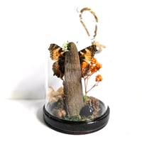 Image 2 of Tortoiseshell Butterfly Mini Woodland Hanging Dome