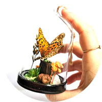 Image 3 of Fritillary Butterfly Mini Woodland Hanging Dome