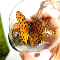 Image 4 of Fritillary Butterfly Mini Woodland Hanging Dome