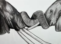 Elephant Love