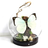 Image 1 of Vagrant Butterfly Mini Woodland Hanging Globe