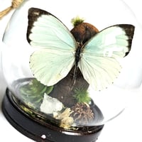 Image 4 of Vagrant Butterfly Mini Woodland Hanging Globe