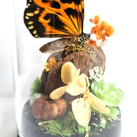 Image 3 of Tiger Wing Butterfly Mini Woodland Cork Dome