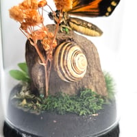 Image 4 of Tiger Wing Butterfly Mini Woodland Cork Dome