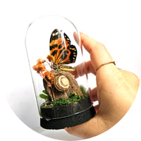 Image 5 of Tiger Wing Butterfly Mini Woodland Cork Dome