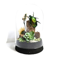 Image 1 of Cetomiscema Flower Beetle Mini Woodland Cork Dome