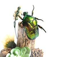 Image 3 of Cetomiscema Flower Beetle Mini Woodland Cork Dome