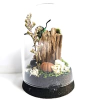 Image 2 of Sumptuosa Jewel Beetle Mini Woodland Cork Dome