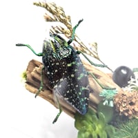 Image 4 of Sumptuosa Jewel Beetle Mini Woodland Cork Dome