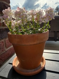 Image 1 of Terracotta Plant Pot