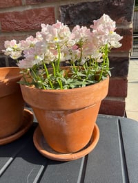 Image 2 of Terracotta Plant Pot