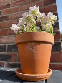 Image 4 of Terracotta Plant Pot