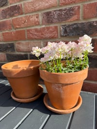 Image 5 of Terracotta Plant Pot
