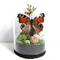 Image 1 of Peacock Butterfly Mini Woodland Cork Dome