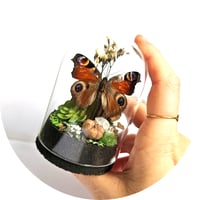 Image 3 of Peacock Butterfly Mini Woodland Cork Dome