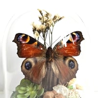 Image 4 of Peacock Butterfly Mini Woodland Cork Dome