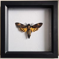 Framed - Death's-Head Hawkmoth