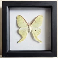 Framed - Luna Moth I